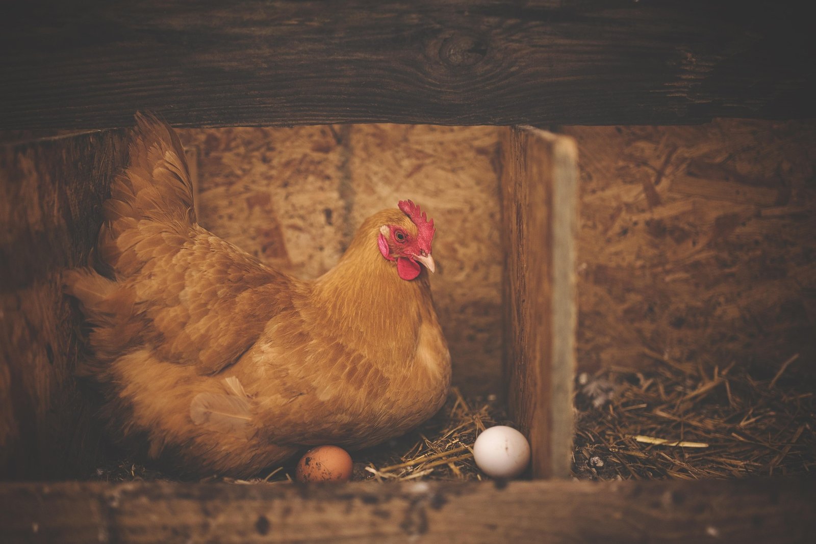 Poultry
