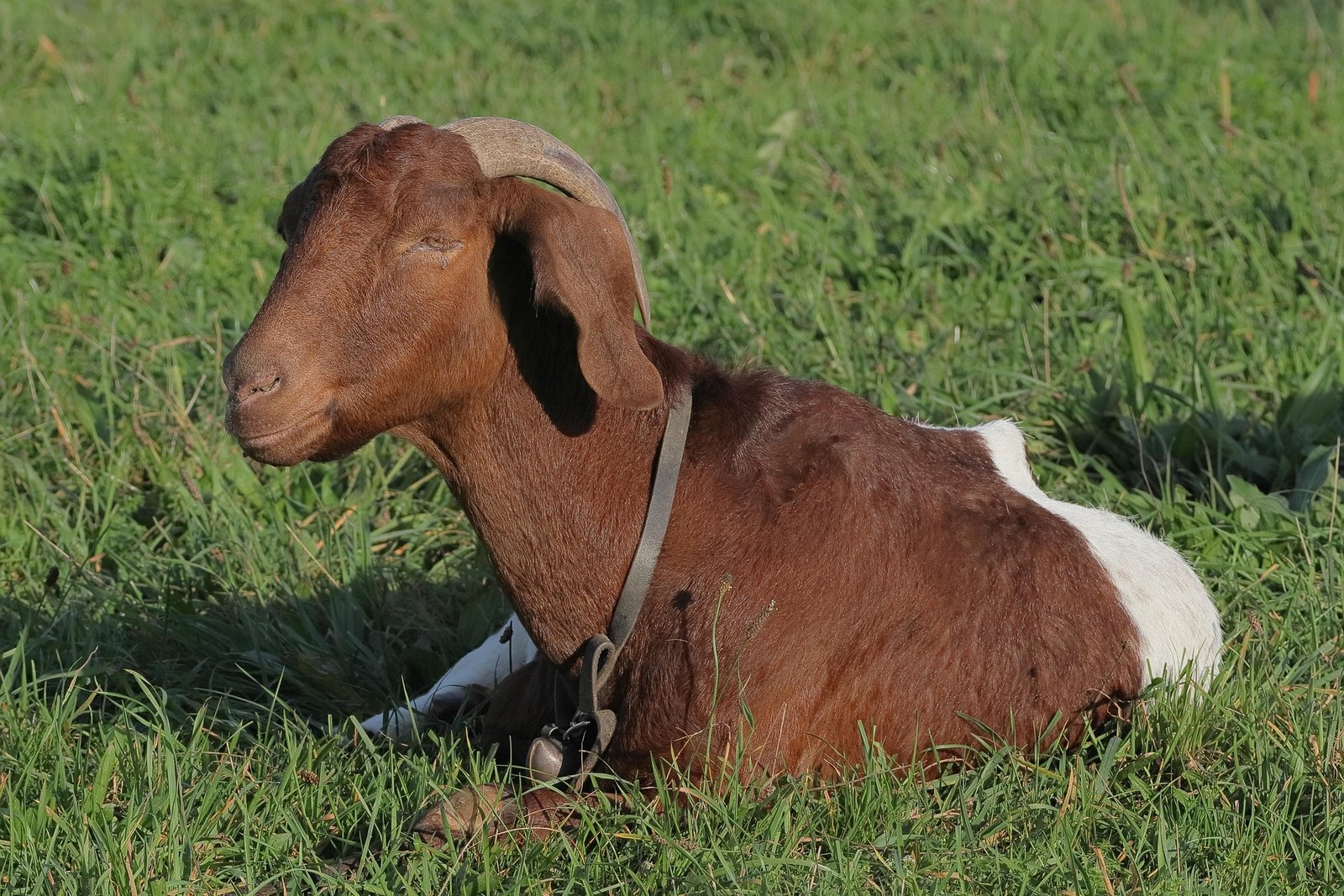 Goats