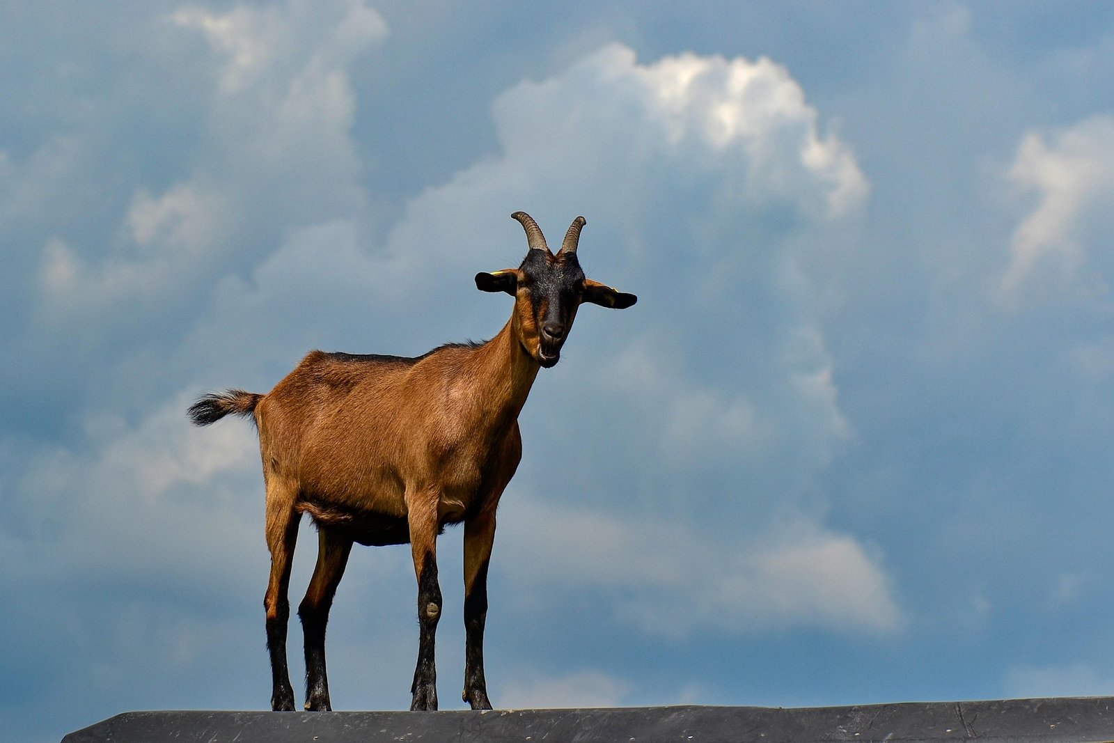 Goats
